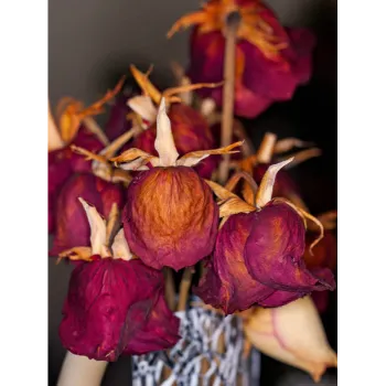 Red Dry Rose Petal